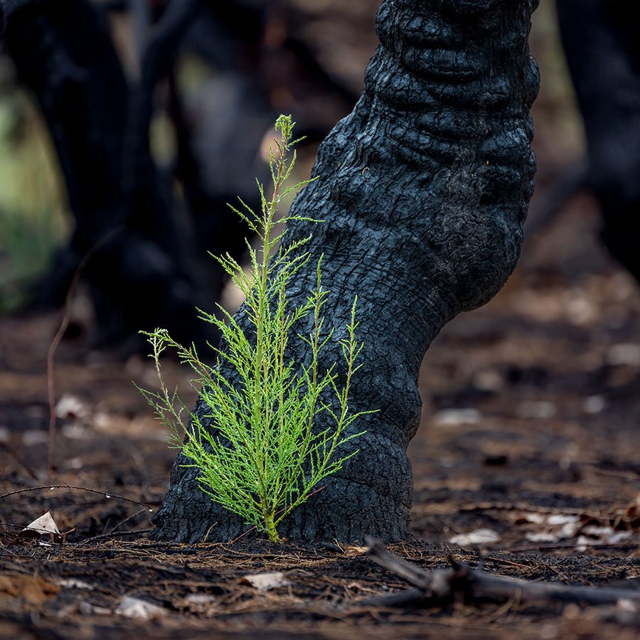 closeup-shot-of-a-green-plant-growing-in-front